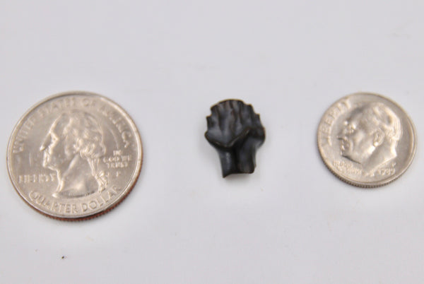 Edmontonia Tooth Fossil