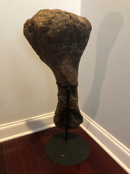 Suuwassea Humerus Fossil Bone on Stand