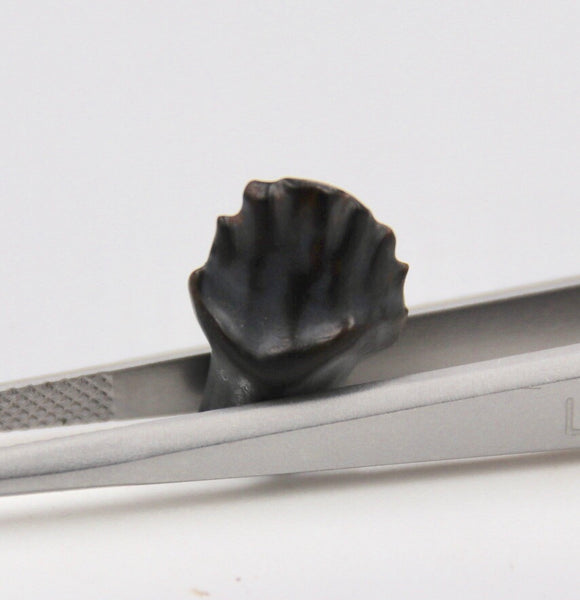 Edmontonia Tooth Fossil