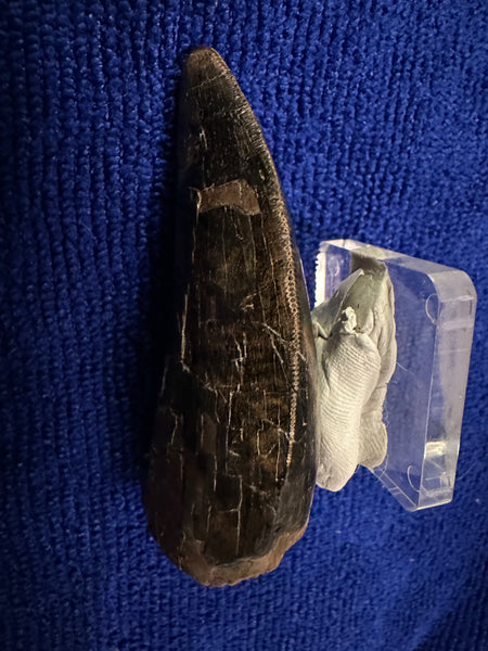 3” Maxillary T. rex Tooth (around the curve) with Amazing Serrations and Beautiful Patina