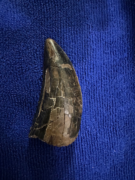 3” Maxillary T. rex Tooth (around the curve) with Amazing Serrations and Beautiful Patina