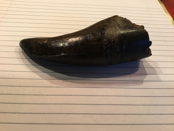 Tyrannosaurus Rex 5.25” Tooth Fossil For Sale