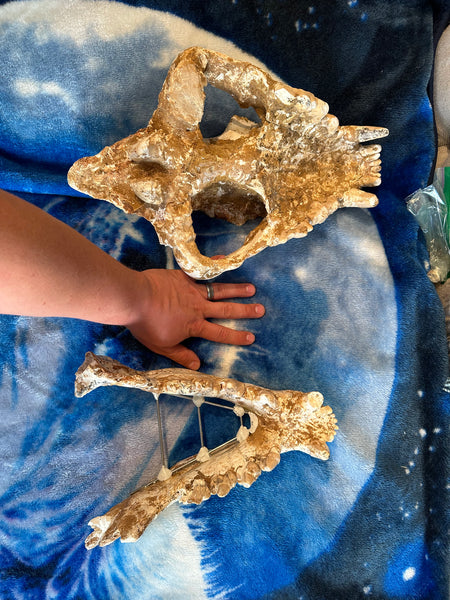 HUGE Dinocrocuta gigantea Skull and Jaw