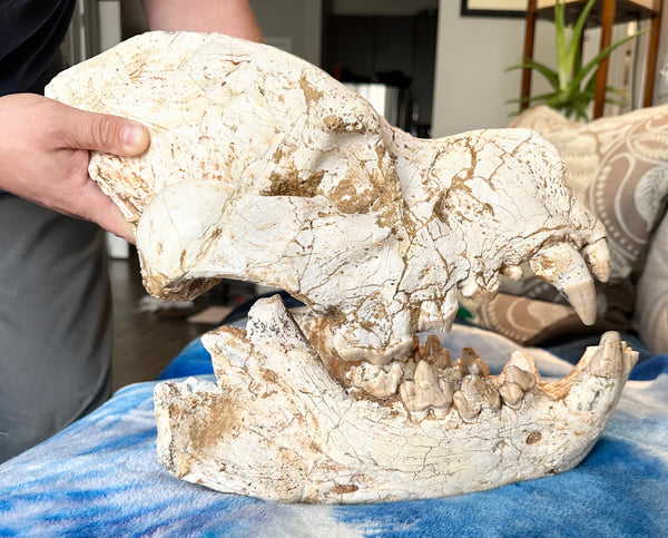 HUGE Dinocrocuta gigantea Skull and Jaw