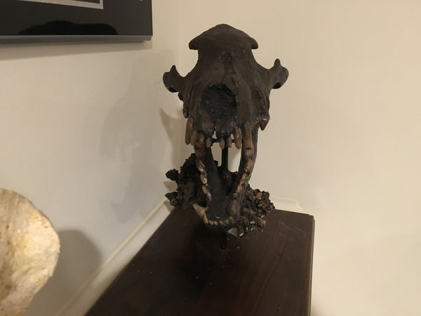 La Brea Tar Pits Dire Wolf Skull