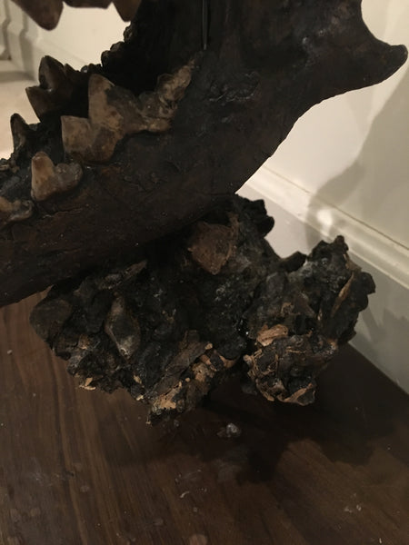 La Brea Tar Pits Dire Wolf Skull