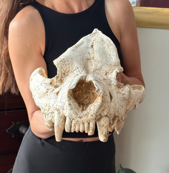 HUGE Dinocrocuta gigantea Skull and Jaw