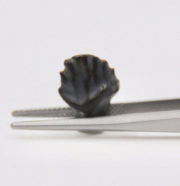 Edmontonia Tooth Fossil