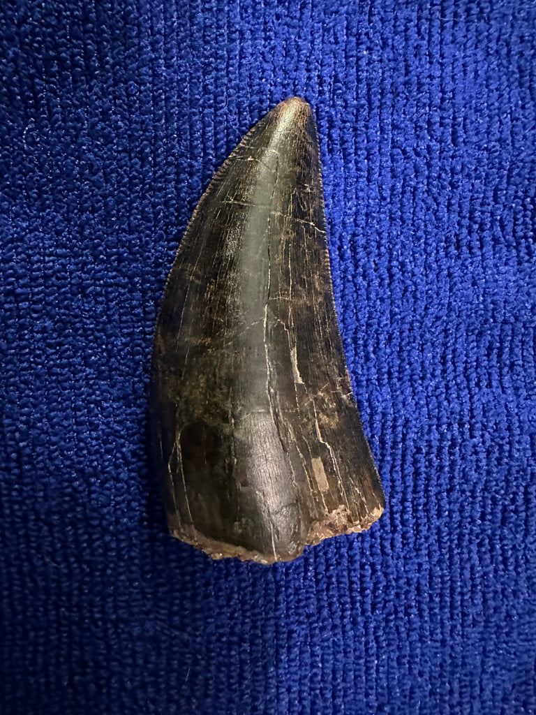 3” Maxillary T. rex Tooth (around the curve) with Amazing Serrations and Beautiful Patina
