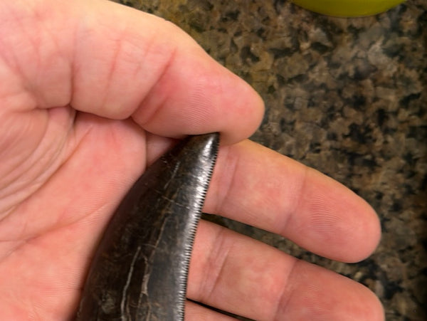 3” Maxillary T. rex Tooth (around the curve) with Amazing Serrations and Beautiful Patina