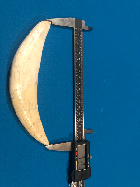 Saber Toothed Cat Canine Saber