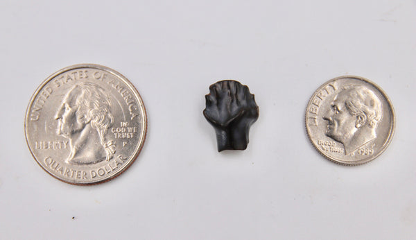 Edmontonia Tooth Fossil