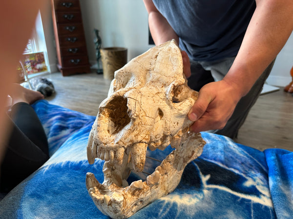 HUGE Dinocrocuta gigantea Skull and Jaw