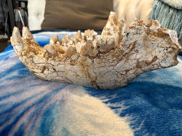HUGE Dinocrocuta gigantea Skull and Jaw