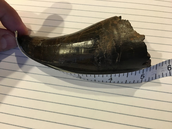 Tyrannosaurus Rex 5.25” Tooth Fossil For Sale