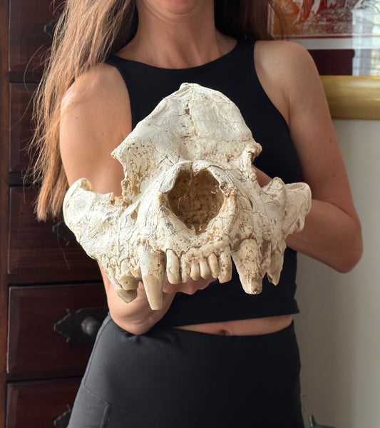 HUGE Dinocrocuta gigantea Skull and Jaw