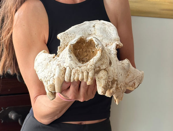 HUGE Dinocrocuta gigantea Skull and Jaw