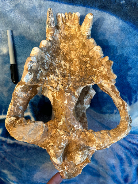 HUGE Dinocrocuta gigantea Skull and Jaw