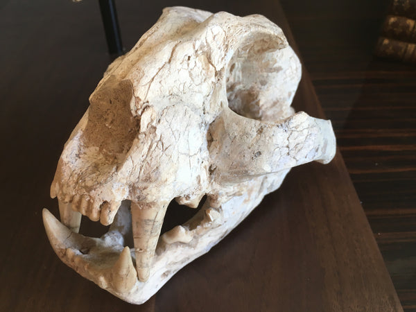 Saber Toothed Cat Skull with 1.5" Sabers