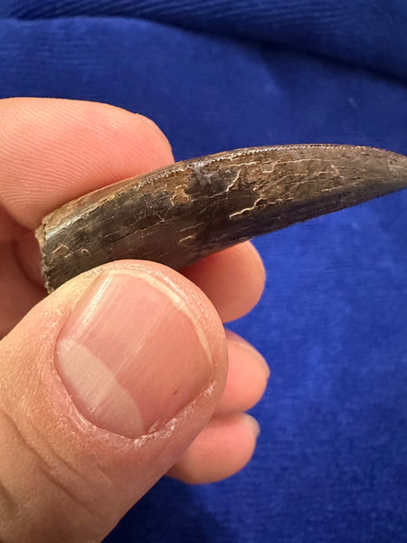 Premium 95+% Original T. rex Maxillary Tooth 2.20” (around the curve)