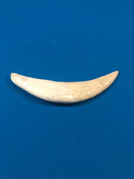 Saber Toothed Cat Canine Saber