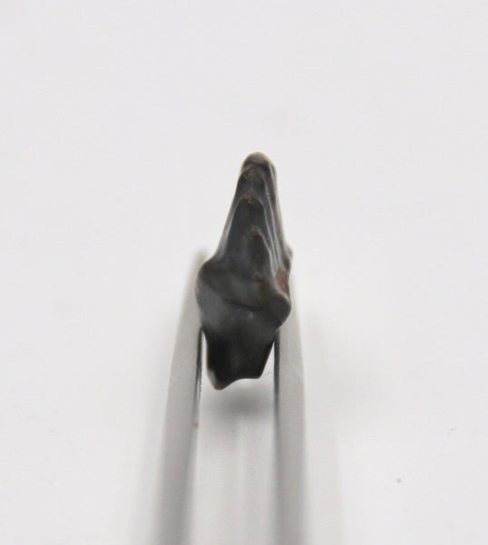 Edmontonia Tooth Fossil