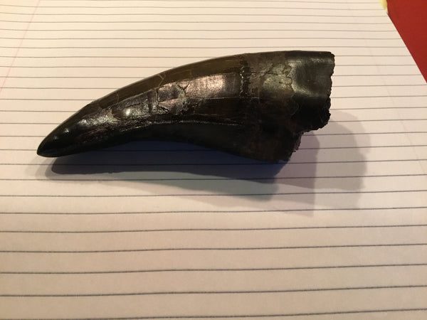 Tyrannosaurus Rex 5.25” Tooth Fossil For Sale