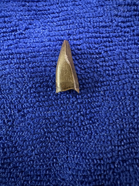 Trex Premax Tooth 0.75” 100% Original