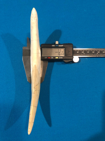 Saber Toothed Cat Canine Saber