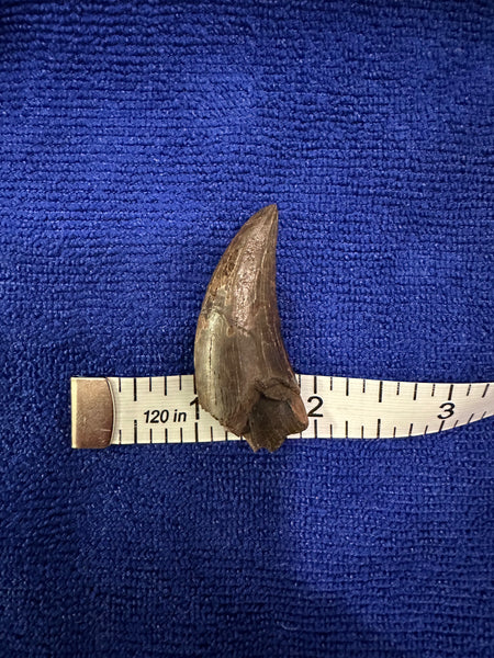 Premium 95+% Original T. rex Maxillary Tooth 2.20” (around the curve)