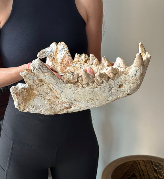 HUGE Dinocrocuta gigantea Skull and Jaw