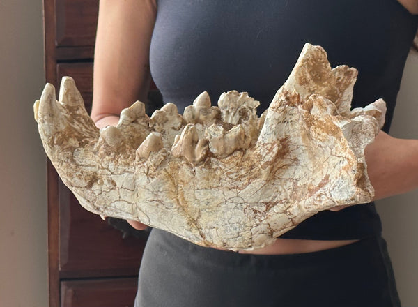 HUGE Dinocrocuta gigantea Skull and Jaw