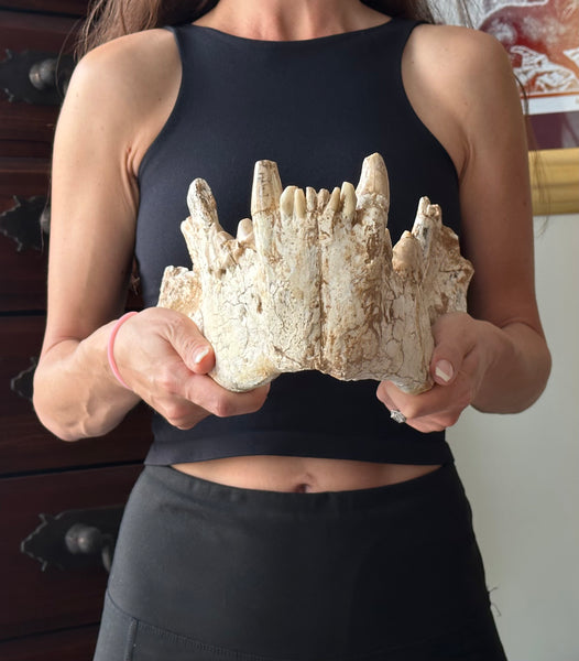 HUGE Dinocrocuta gigantea Skull and Jaw