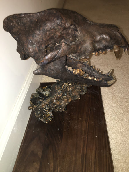 La Brea Tar Pits Dire Wolf Skull