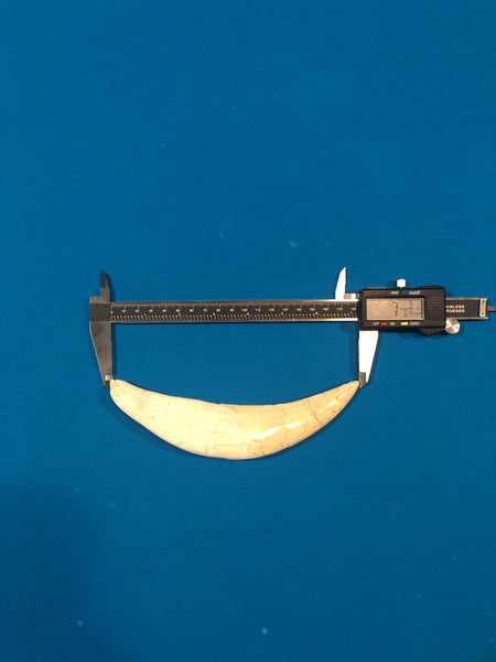 Saber Toothed Cat Canine Saber