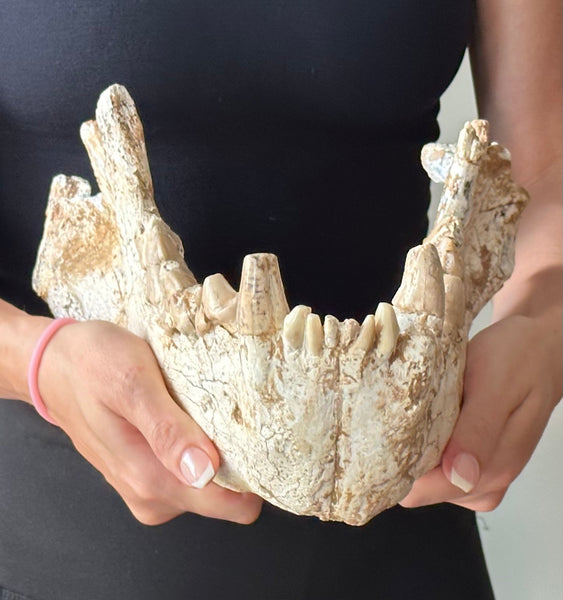 HUGE Dinocrocuta gigantea Skull and Jaw