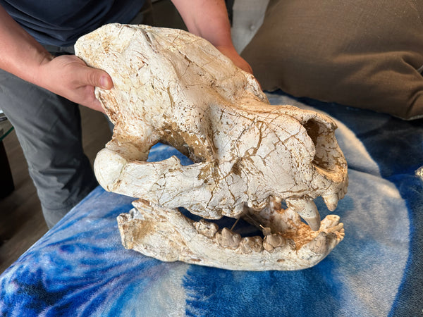 HUGE Dinocrocuta gigantea Skull and Jaw