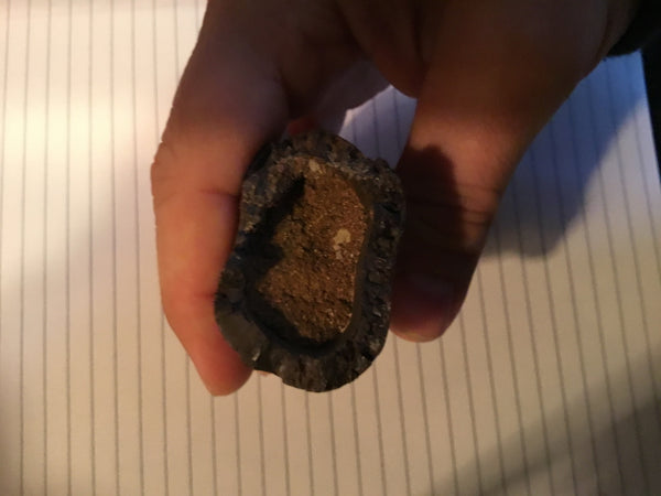 Tyrannosaurus Rex 5.25” Tooth Fossil For Sale