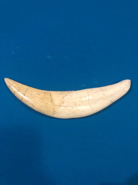 Saber Toothed Cat Canine Saber