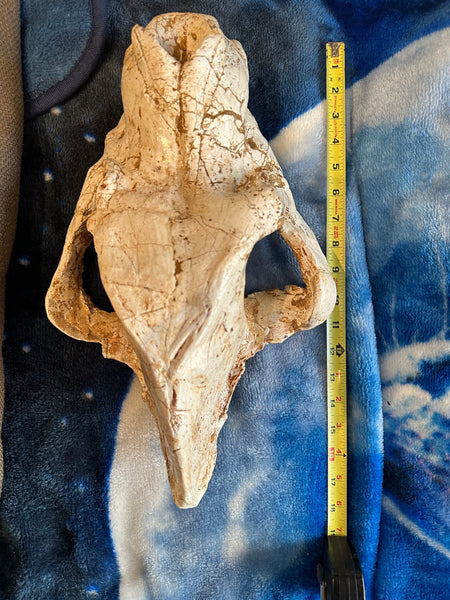 HUGE Dinocrocuta gigantea Skull and Jaw