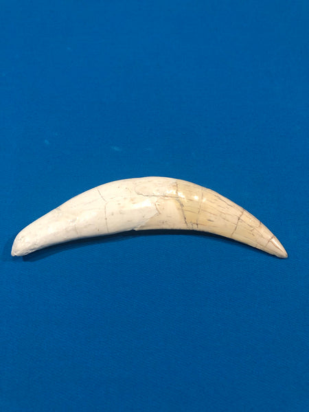 Saber Toothed Cat Canine Saber