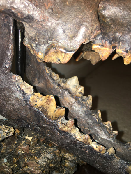 La Brea Tar Pits Dire Wolf Skull