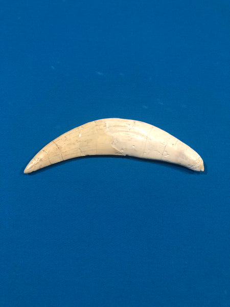 Saber Toothed Cat Canine Saber