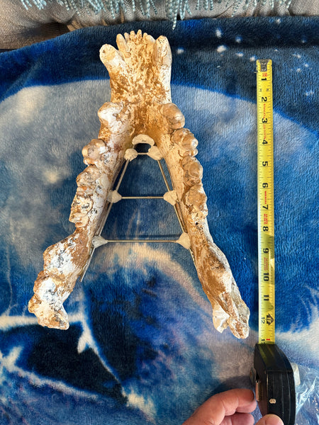 HUGE Dinocrocuta gigantea Skull and Jaw