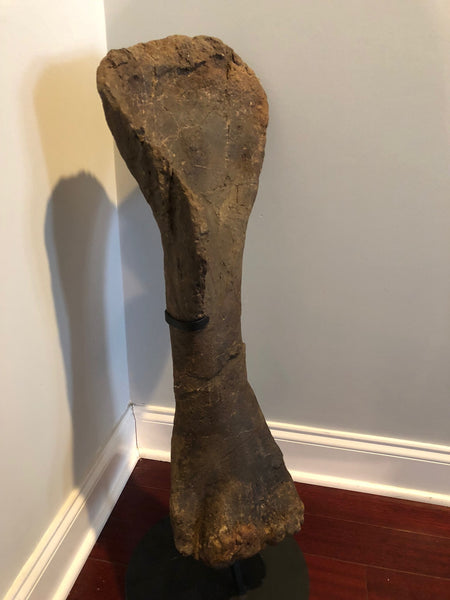Suuwassea Humerus Fossil Bone on Stand