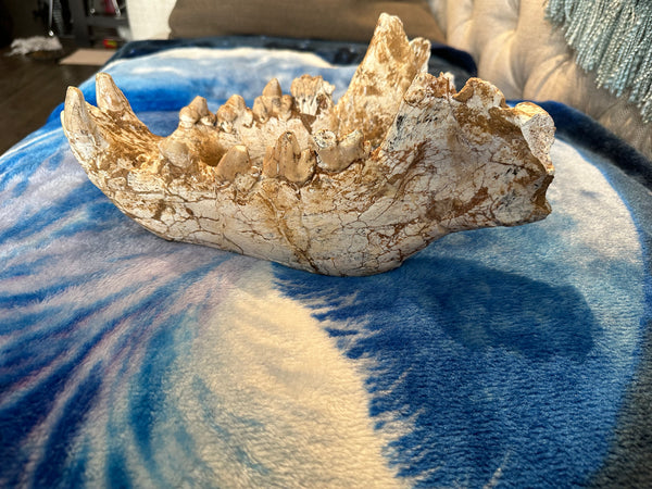 HUGE Dinocrocuta gigantea Skull and Jaw