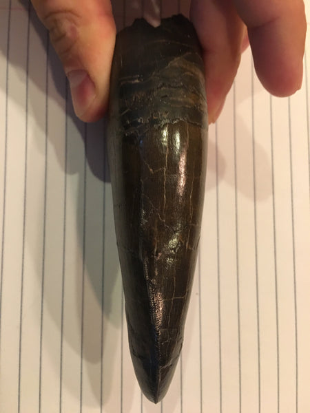 Tyrannosaurus Rex 5.25” Tooth Fossil For Sale