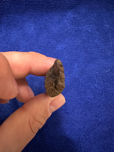 Premium 95+% Original T. rex Maxillary Tooth 2.20” (around the curve)