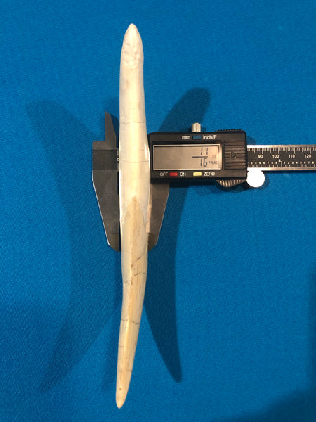 Saber Toothed Cat Canine Saber