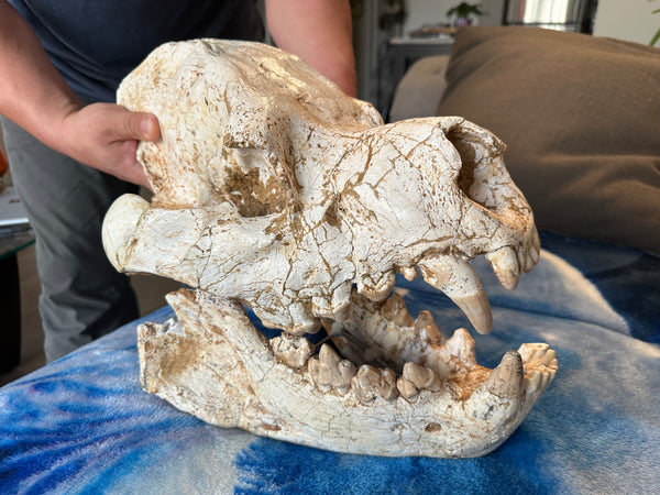 HUGE Dinocrocuta gigantea Skull and Jaw